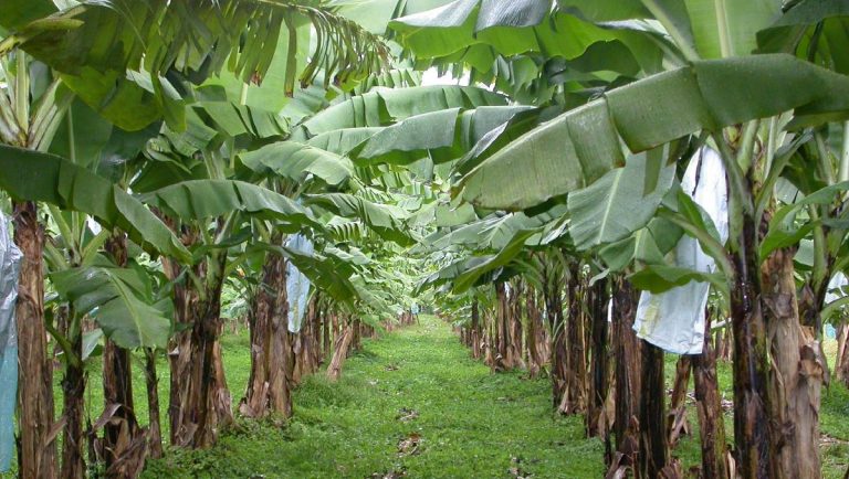 Cita-cita Pj Gubernur Sulsel: Tanam 1 Miliar Pohon Pisang, Jadikan Sulsel Produsen Terbesar di Dunia