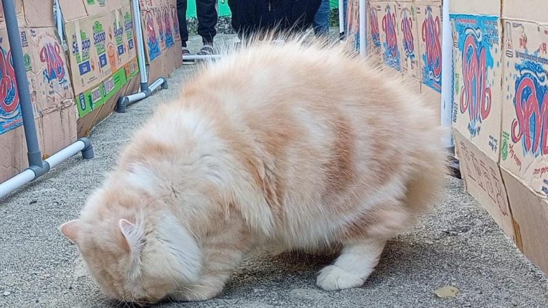 Adu Kemampuan Merawat Kucing, Cat Lovers Parepare Adakan Cat Show