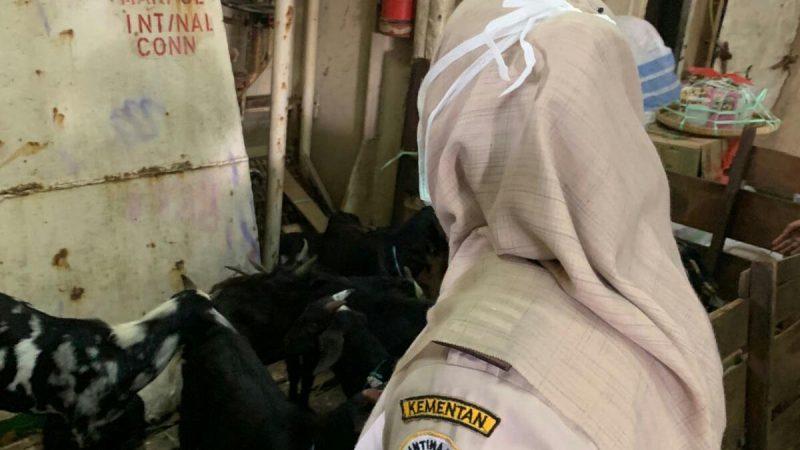 20 Ekor Kambing dari Pelabuhan Parepare Gagal Berlayar ke Nunukan