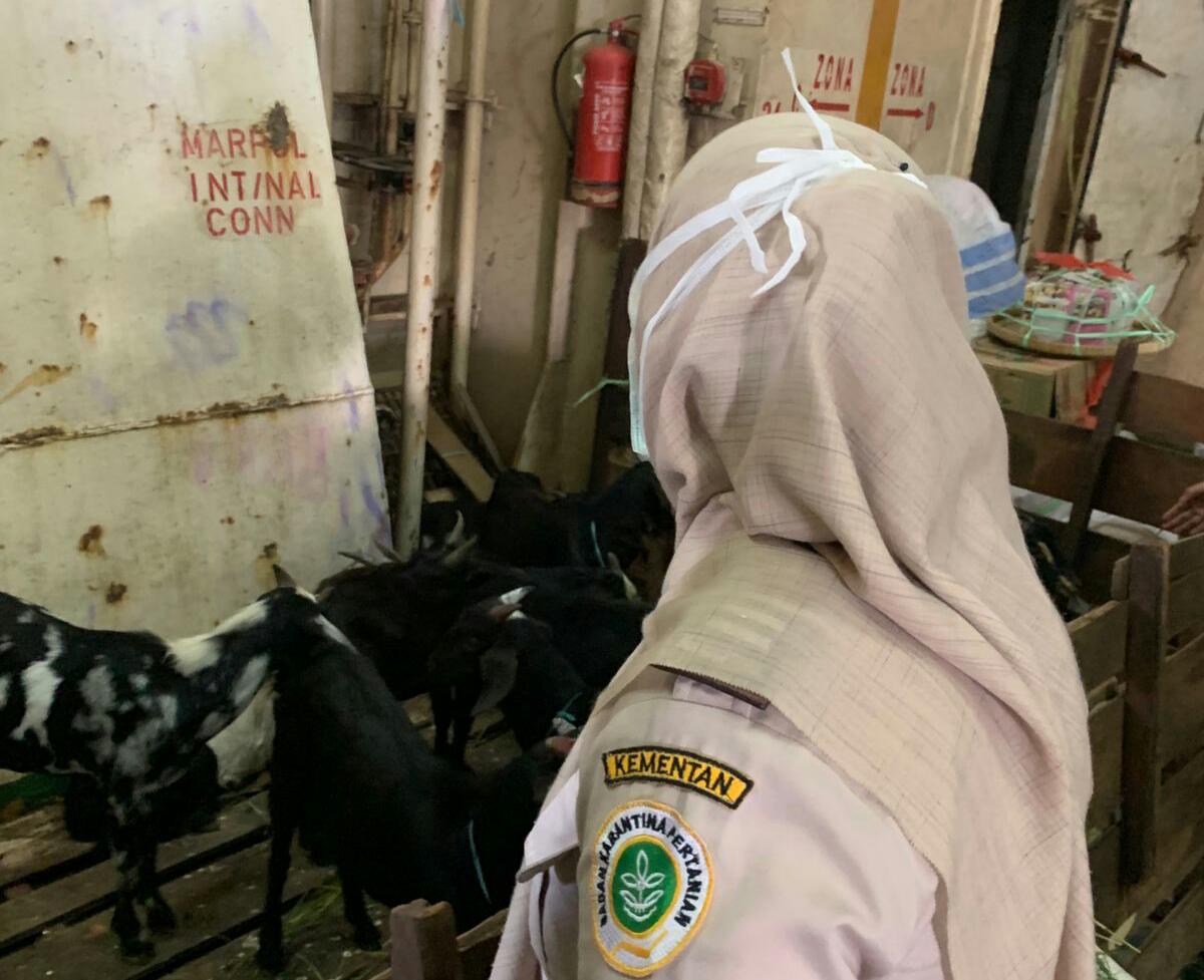 20 Ekor Kambing dari Pelabuhan Parepare Gagal Berlayar ke Nunukan