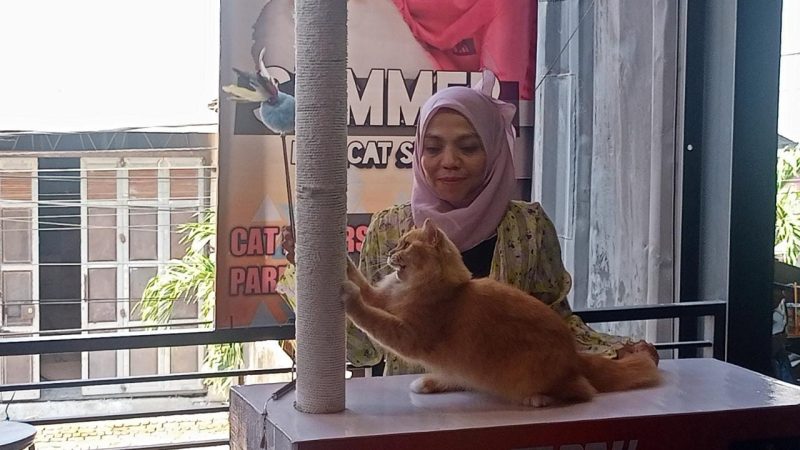 Berbagai Jenis Kucing Ikut Summer Cat Show 2023 di Parepare