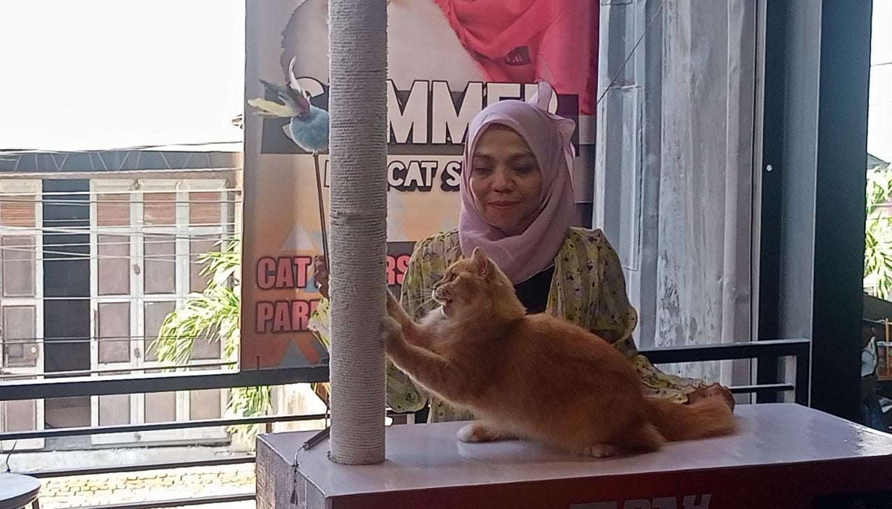 Berbagai Jenis Kucing Ikut Summer Cat Show 2023 di Parepare