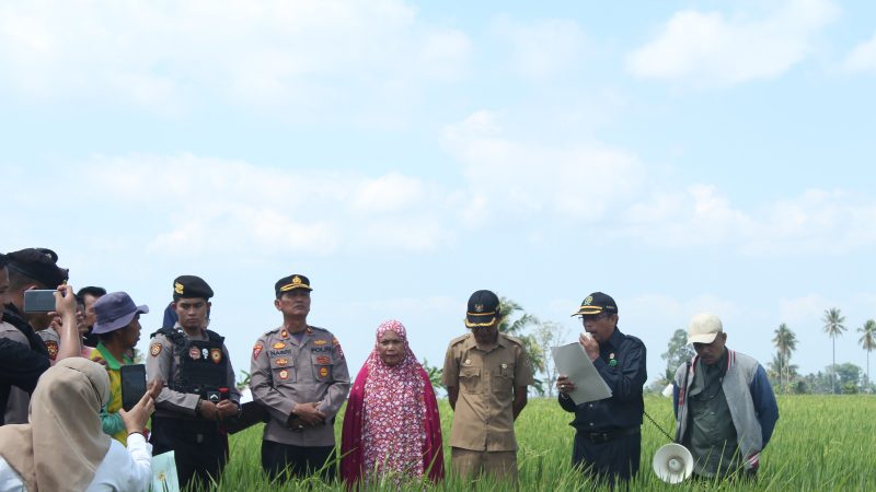 Pengadilan Agama Eksekusi Lahan Sawah di Desa Kalosi Alau