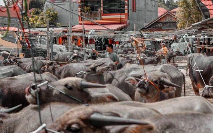 Pasar Kerbau Terbesar di Dunia, Ratusan Ekor Bisa Terjual Sehari