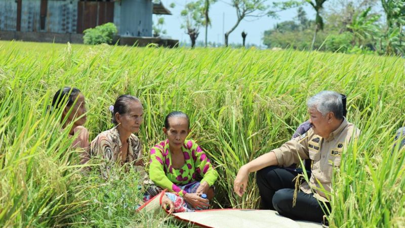 Tradisi Maccera Ase, Petani Kecamatan Cempa Akan Panen Padi di Tengah Kemarau