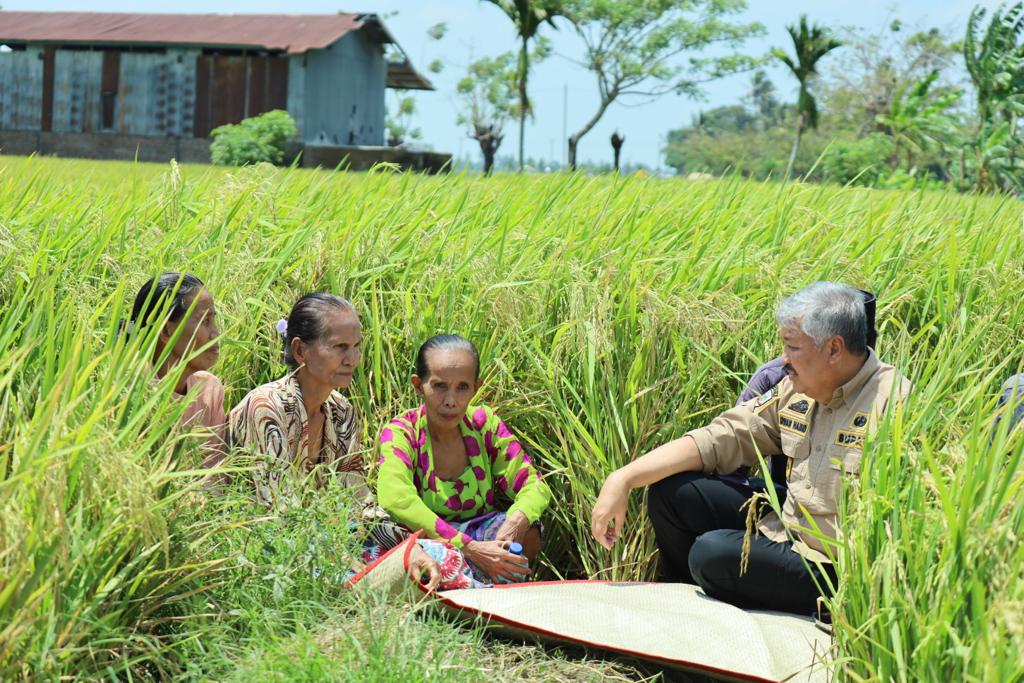 Tradisi Maccera Ase, Petani Kecamatan Cempa Akan Panen Padi di Tengah Kemarau