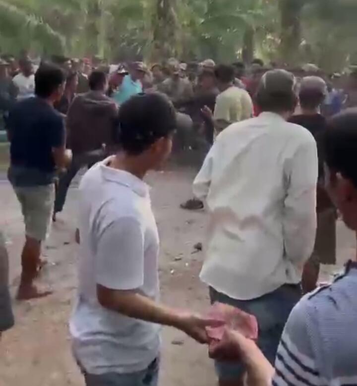 Aktivitas Sabung Ayam di Pinrang Berkedok Judi, Warga Menduga Ada Bekingan Oknum Aparat. (Foto: tangkapan layar video sabung ayam)