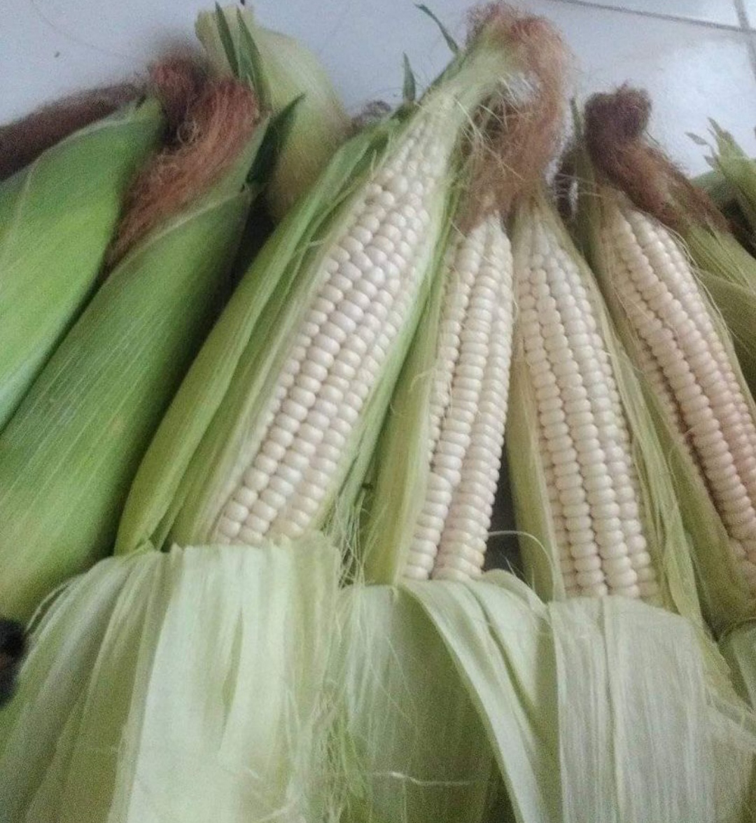 Resep Barobbo Jagung Pulut Putih Khas Bugis Sulawesi Oneanews