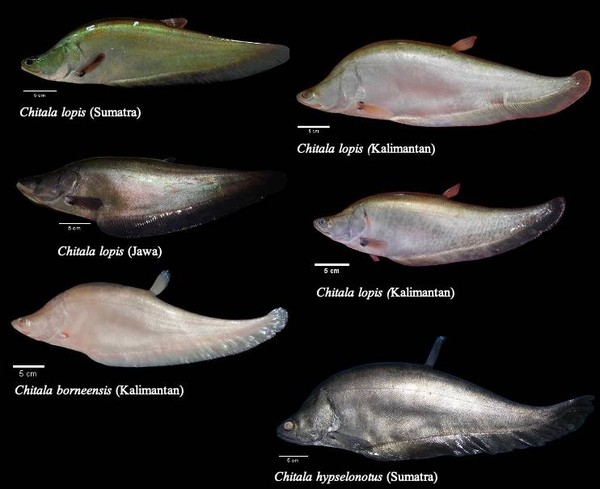 Ilmuwan Temukan Ikan Purba Belida di Indonesia, Pernah Dinyatakan Punah