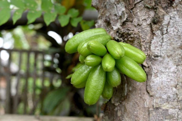 Belimbing Sayur, Dipercaya Ampuh Turunkan Darah Tinggi dan Kolesterol