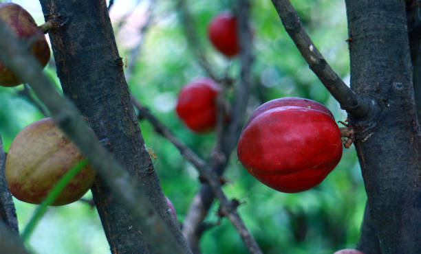 Bukan Sekadar Peribahasa, Buah Simalakama Ternyata Ada dan Tumbuh di Indonesia 