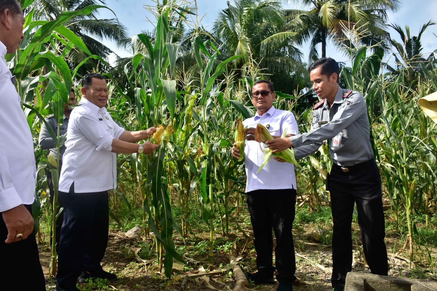 Pastikan Program Ketahanan Pangan Optimal, Kakanwil Ditjenpas Sulsel Tinjau Perkebunan Jagung Rutan Pinrang