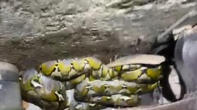 Ular Sanca Batik Sepanjang 4,5 Meter Ditemukan Dalam Rumah di BTN Pinrang