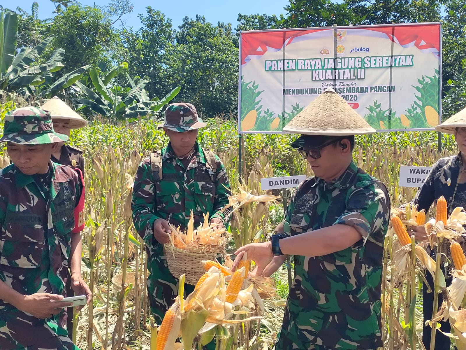 Panen Raya Jagung Serentak, Komitmen Kodim Pangkep-Pemda Dukung Swasembada Pangan