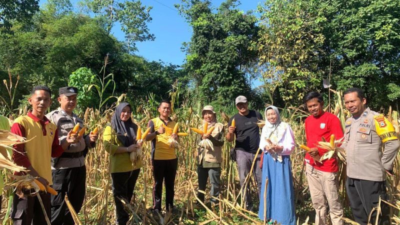 Desa Kanaungan Panen Jagung Program Ketahanan Pangan