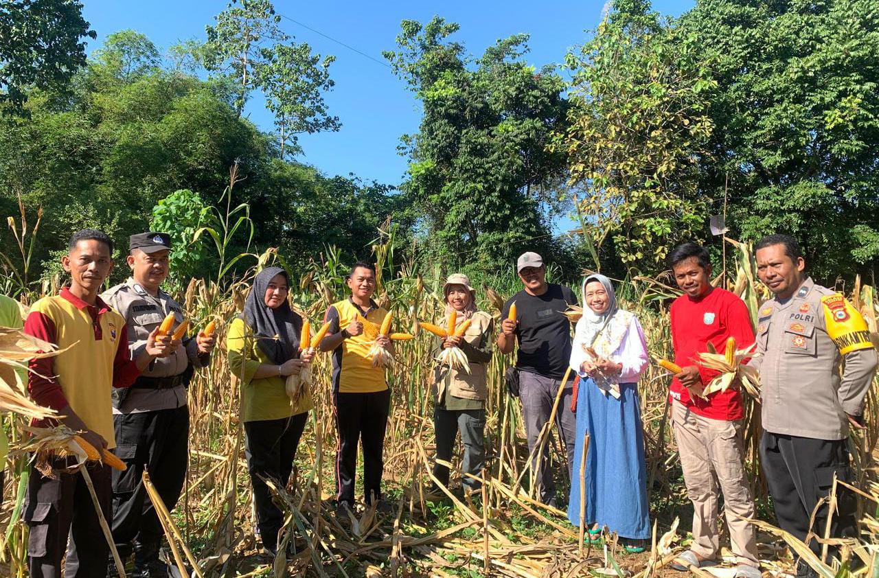 Desa Kanaungan Panen Jagung Program Ketahanan Pangan