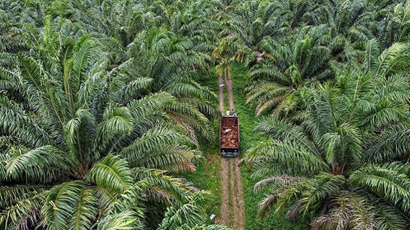 PT Anugerah Diantas Buka Kesempatan Bekerja di Malaysia dan Polandia
