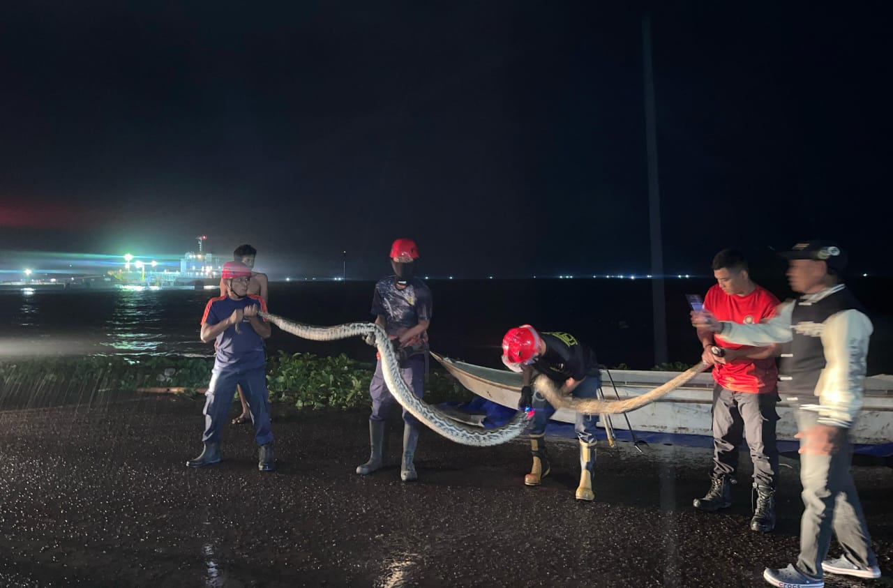 Damkar Parepare Evakuasi Ular Piton Lima Meter di Soreang