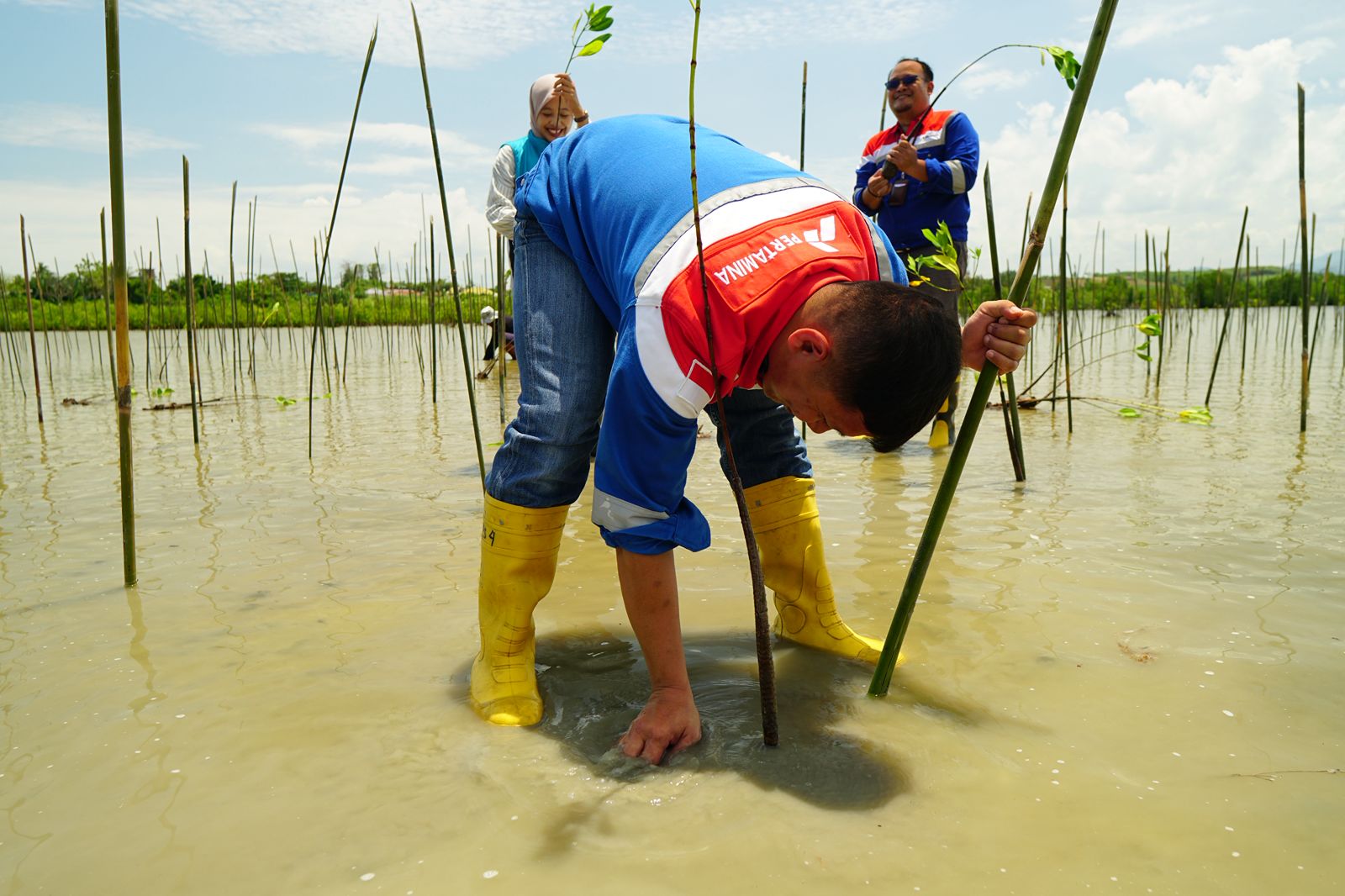 Pertamina Sulawesi Tanam 1.000 Bibit Mangrove di Cagar Alam Panua: Langkah Nyata Melindungi Lingkungan dan Memberdayakan Masyarakat