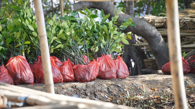Pertamina Sulawesi dan Pemkot Makassar Kolaborasi Luncurkan Program Ecoeduwisata Mangrove