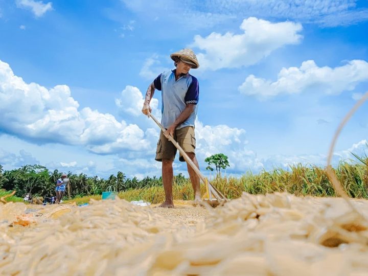 Kesejahteraan Petani Kian Meningkat, Nilai Tukar Petani September Tembus 124,36 Persen