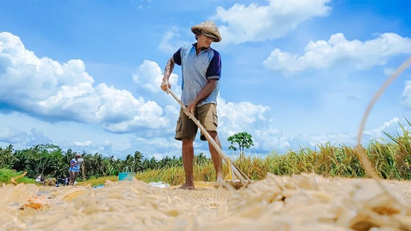 Kesejahteraan Petani Kian Meningkat, Nilai Tukar Petani September Tembus 124,36 Persen