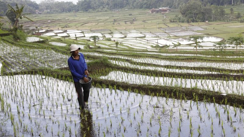 Stok Pupuk Aman, Mentan Amran Pastikan Temuan Kasus Pupuk Tidak Ganggu Pertanaman Petani