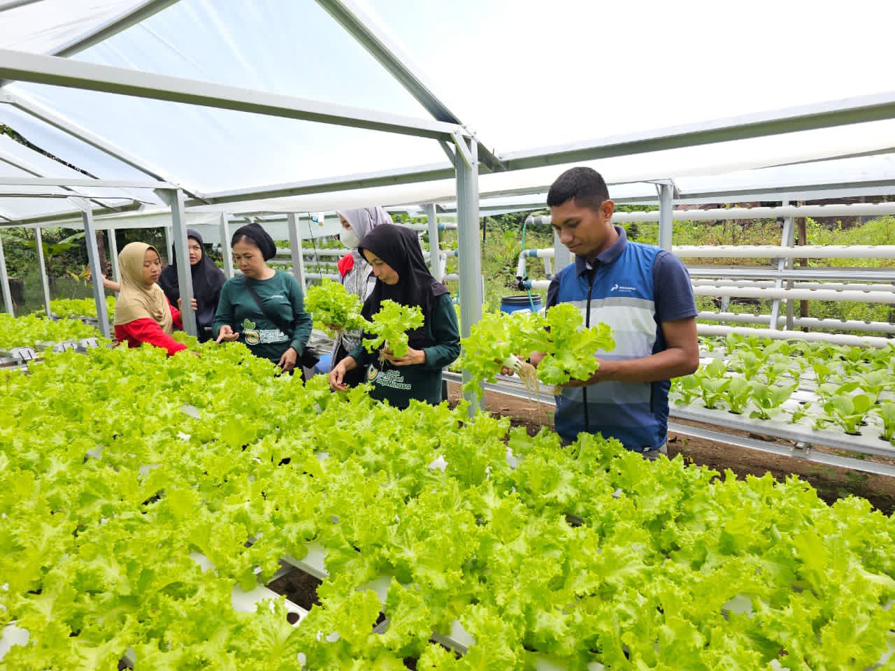 Pertamina Sulawesi Hadirkan Keceriaan: Serunya Menanam, Bahagianya Memanen Bersama KWT Baji Minasa