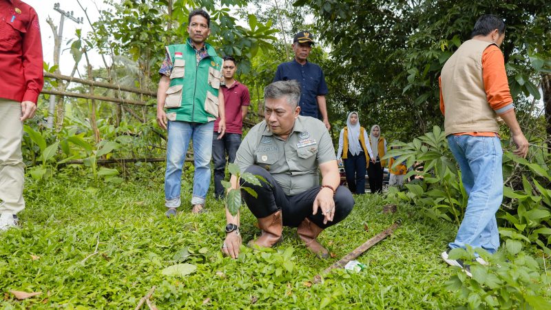 Wakil Bupati Barru Tinjau Kebun Kopi di Gattareng, Komitmen Dorong Penguatan Sektor Perkebunan Rakyat