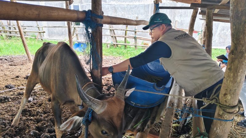 Pemkot Parepare Vaksinasi PMK ke Sejumlah Ternak Jelang Ramadan