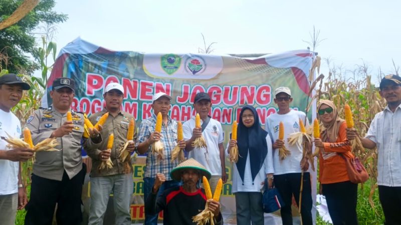 Bhabinkamtibmas Siawung bersama Kelompok Tani Suka Damai Panen Jagung di Lahan Binaan 1,5 Hektare
