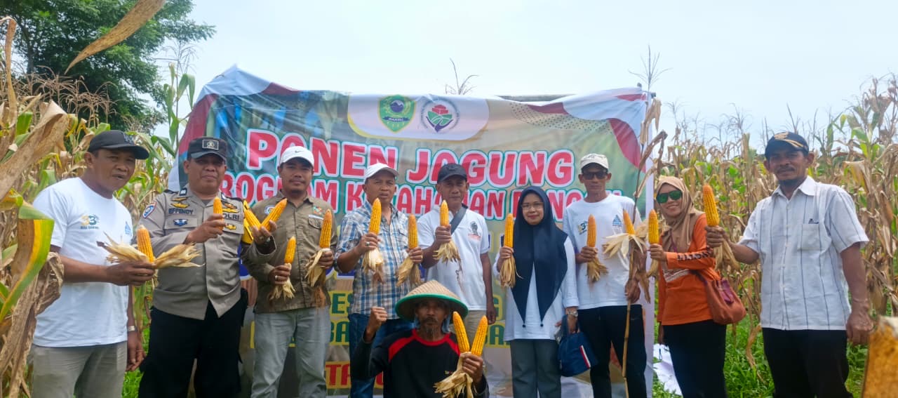 Bhabinkamtibmas Siawung bersama Kelompok Tani Suka Damai Panen Jagung di Lahan Binaan 1,5 Hektare