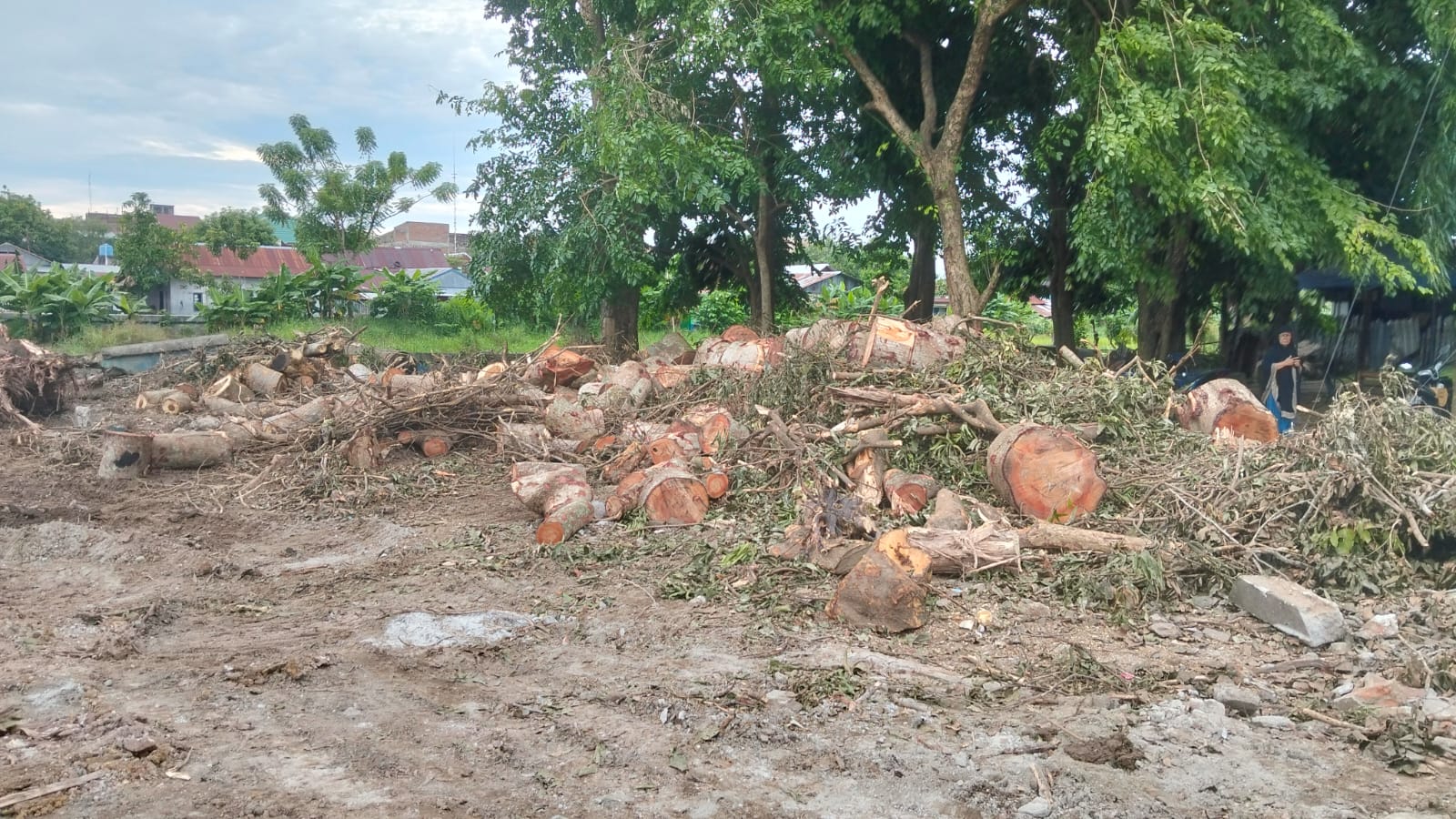 Pembabat Pohon di Hutan Kota Pinrang yang Dikecam Netizen Diawasi Baju Loreng