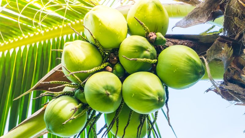 BGN Setop Sementara 9 SPPG yang Kasih Kelapa Utuh sebagai Menu MBG