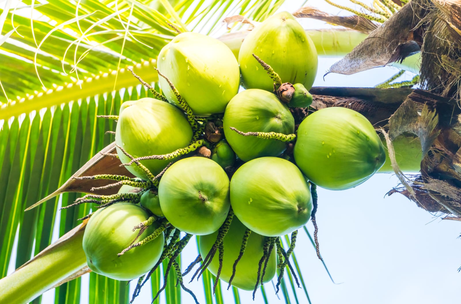 BGN Setop Sementara 9 SPPG yang Kasih Kelapa Utuh sebagai Menu MBG