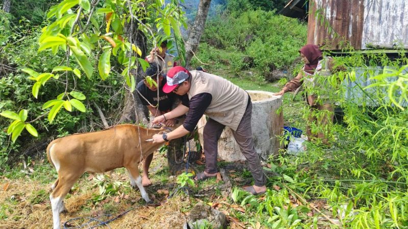 Tim Kesehatan Hewan Parepare Gelar Vaksinasi Terpadu Ternak Sapi Milik Warga di Lumpue