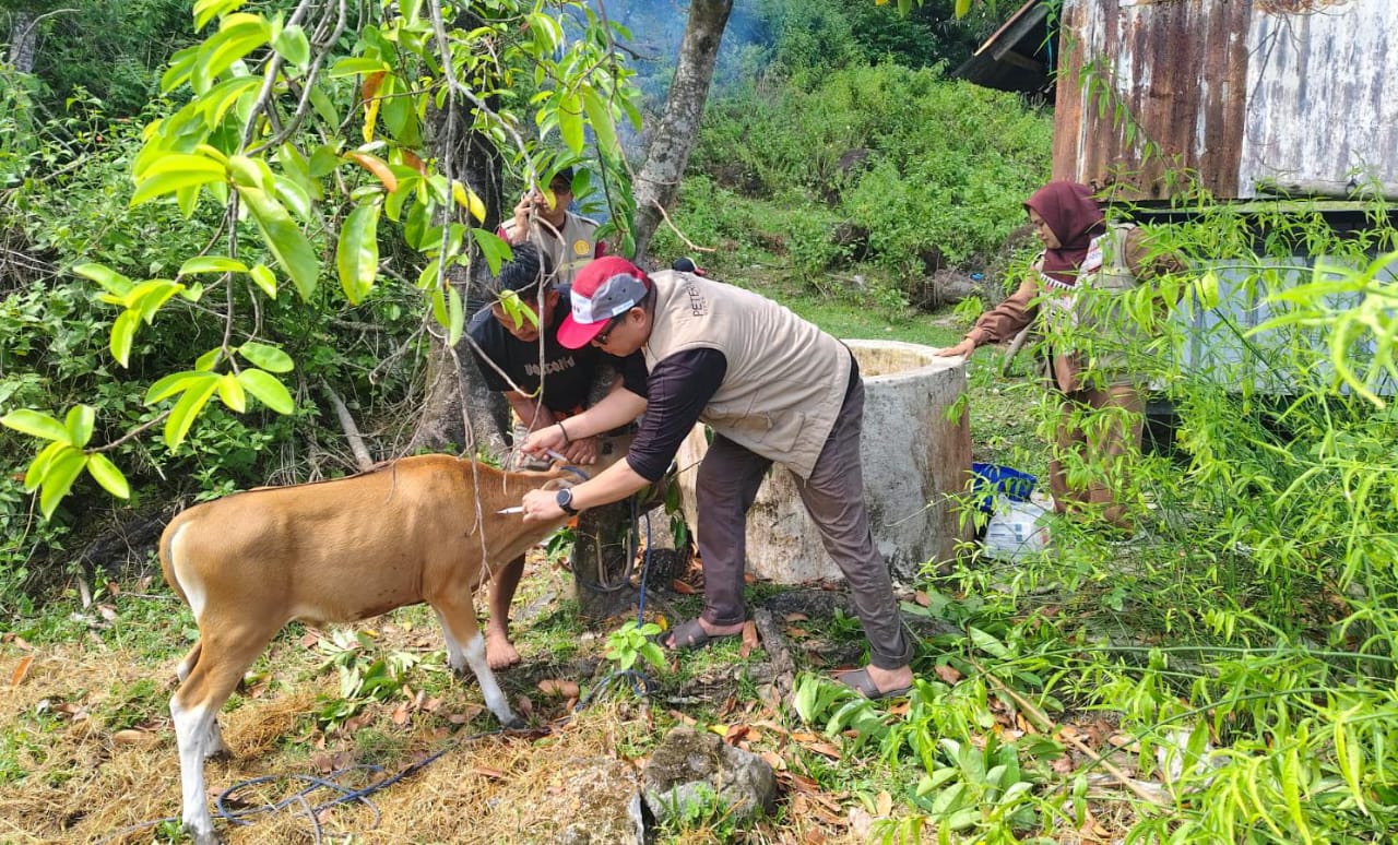 Tim Kesehatan Hewan Parepare Gelar Vaksinasi Terpadu Ternak Sapi Milik Warga di Lumpue