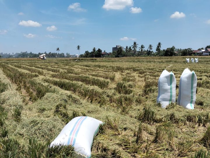 Ribuan Hektar Sawah di Pinrang Gagal Panen