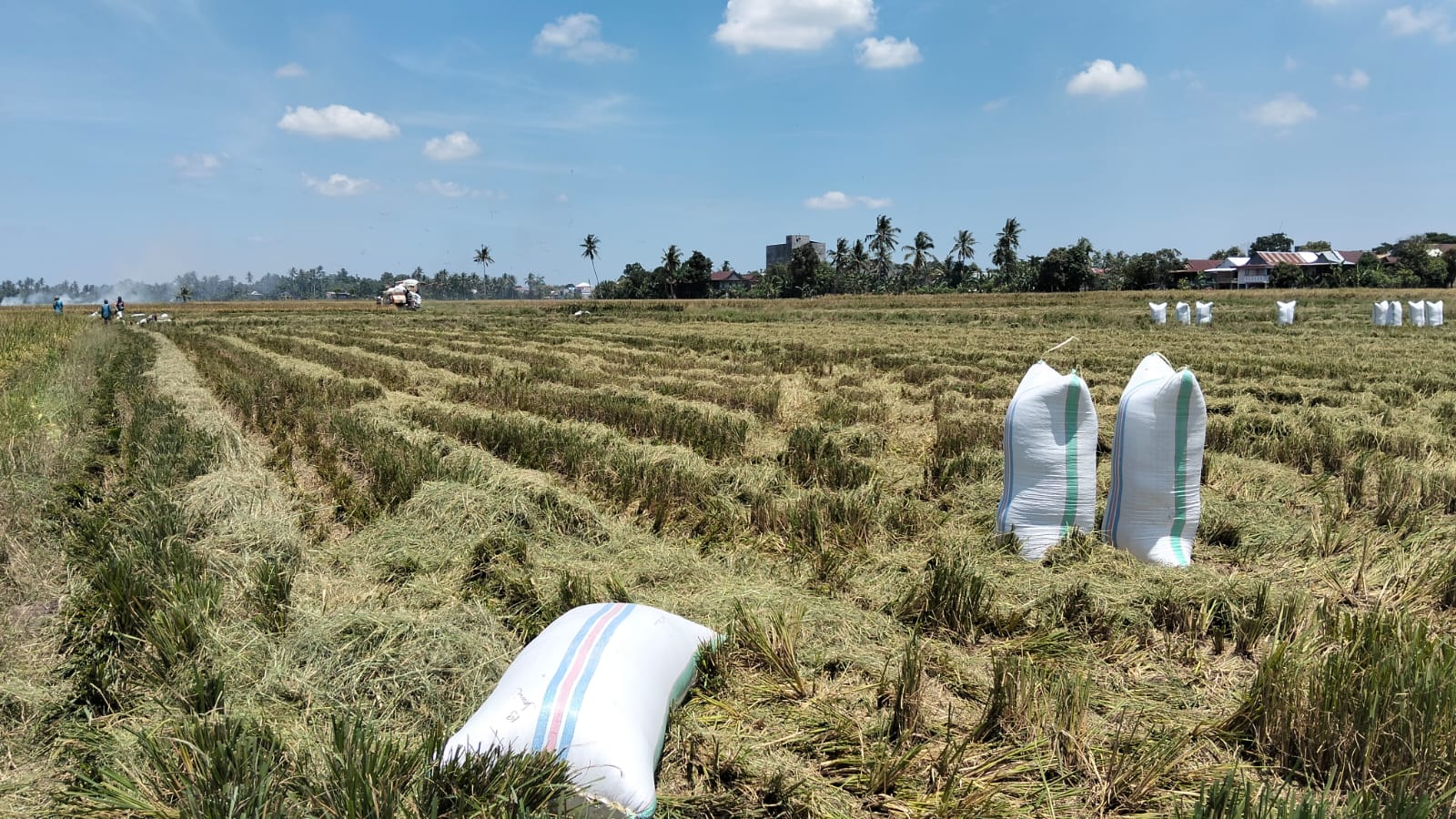Ribuan Hektar Sawah di Pinrang Gagal Panen