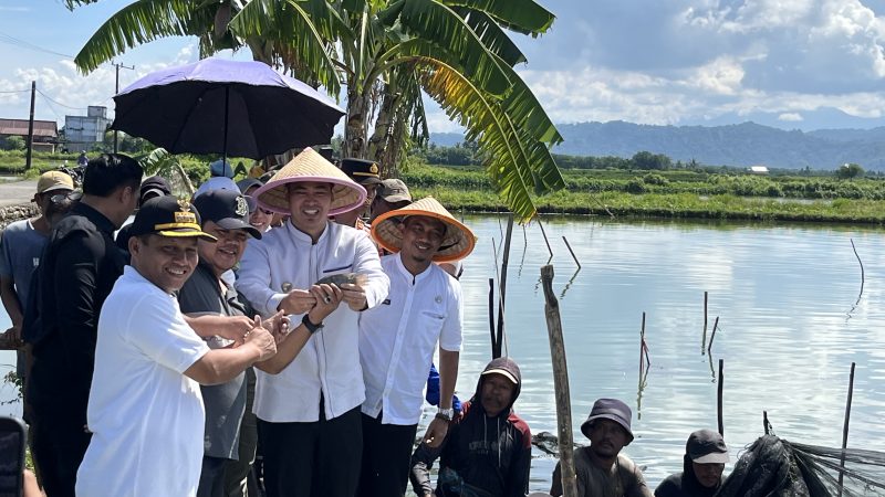 POKDAKAN Maju Bersama Merah Putih Pangkep Panen Perdana 60 Ribu Ekor Ikan Nila
