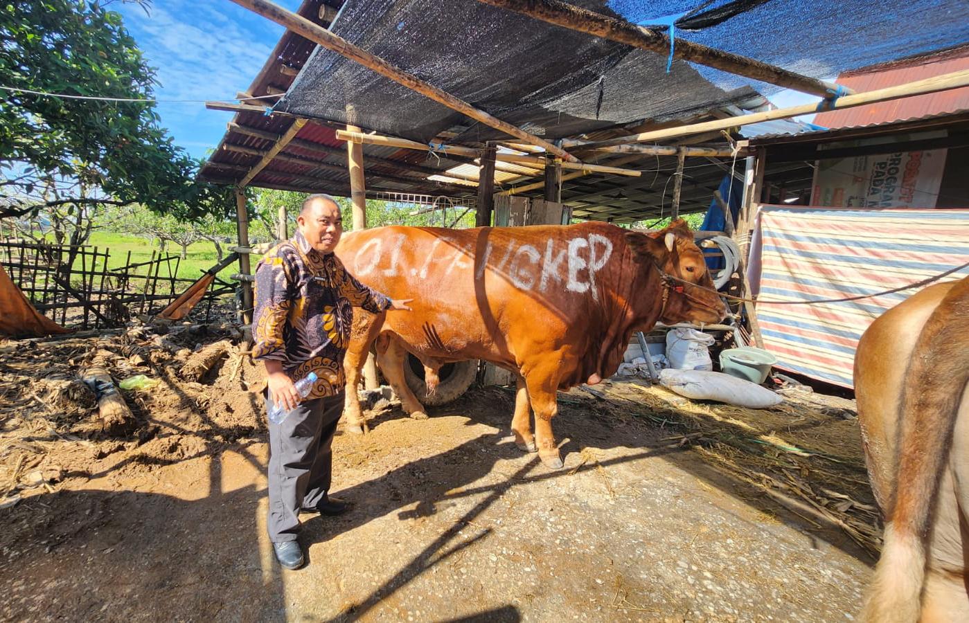 Dinas Pertanian Pangkep Pastikan Hewan Kurban Sehat