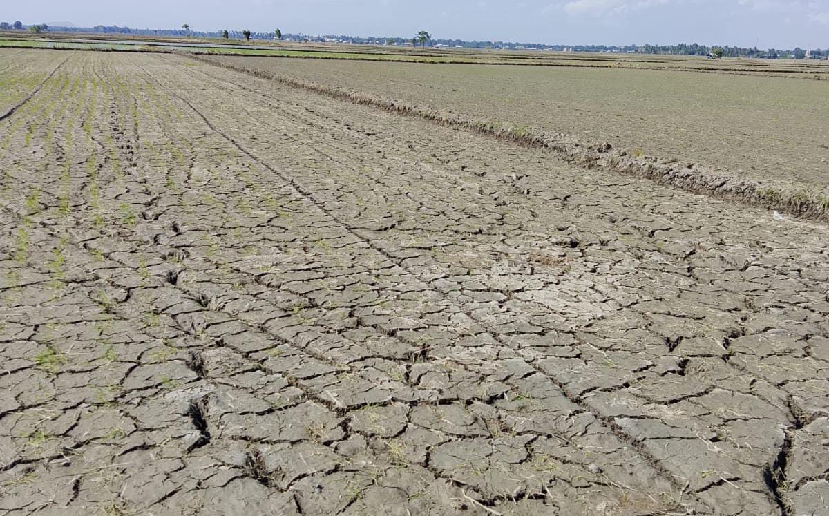 Sawah Kekeringan, Petani di Dusun Kanarie Pinrang Butuh Bantuan Pompanisasi