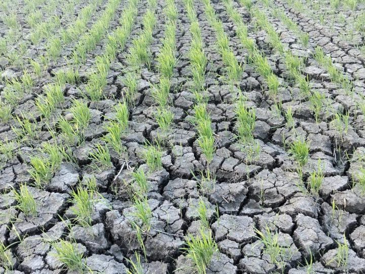 Ratusan Hektar Sawah di Pinrang Kekeringan 