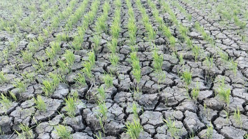 Ratusan Hektar Sawah di Pinrang Kekeringan 