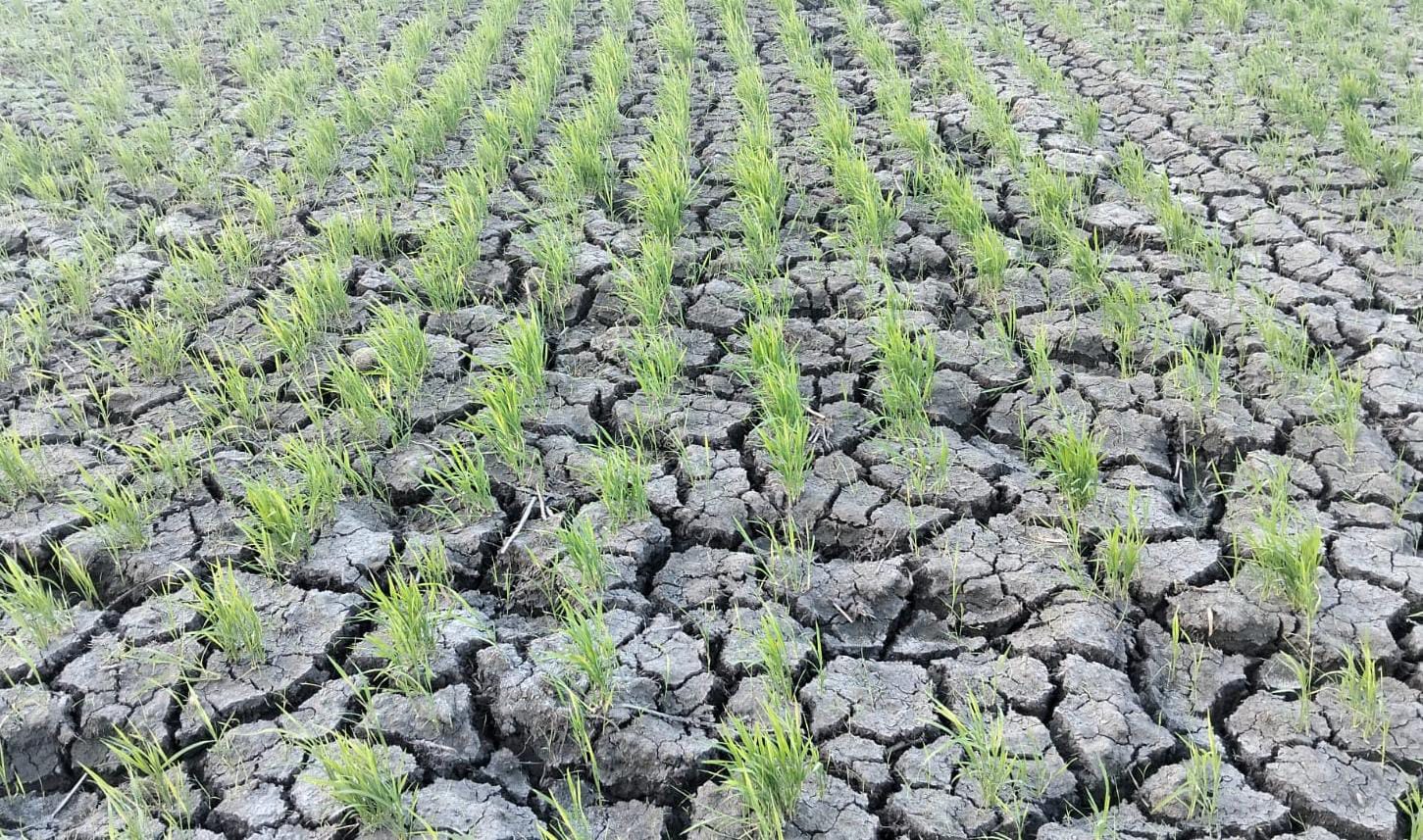 Ratusan Hektar Sawah di Pinrang Kekeringan 