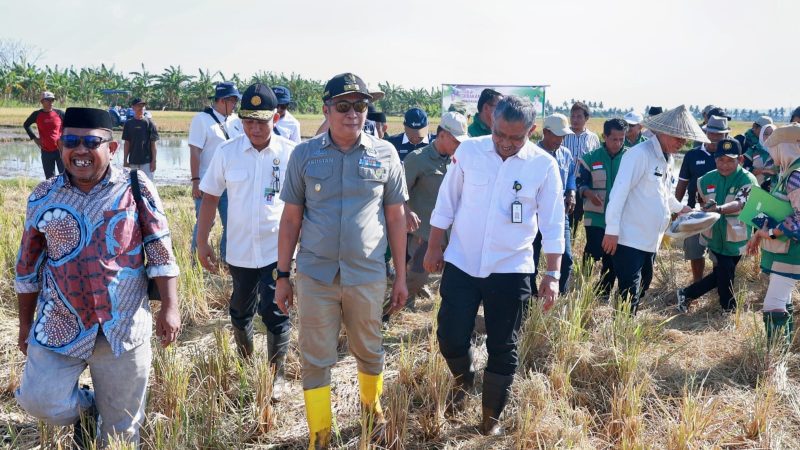 Wabup Barru Hadiri Gerakan Panen dan Tanam Bersama, Dorong Percepatan LTT serta Kemandirian Petani