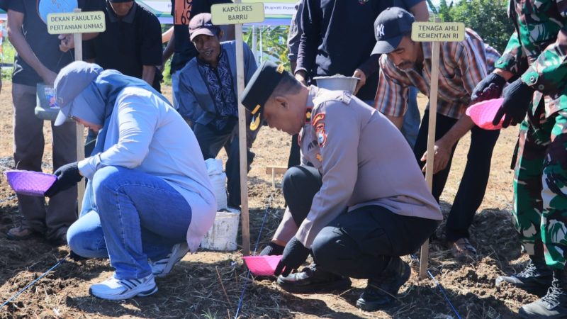 Polres Barru Dukung Program Penangkaran Benih Jagung JJUH, Wujud Sinergi Ketahanan Pangan Nasional