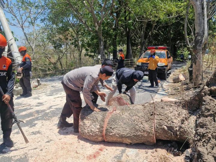 Pohon Tumbang Ganggu Jalan di Lapadde, Personel Polsek Ujung Bantu Penanganan Cepat