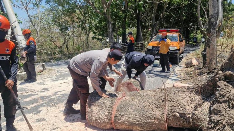 Pohon Tumbang Ganggu Jalan di Lapadde, Personel Polsek Ujung Bantu Penanganan Cepat