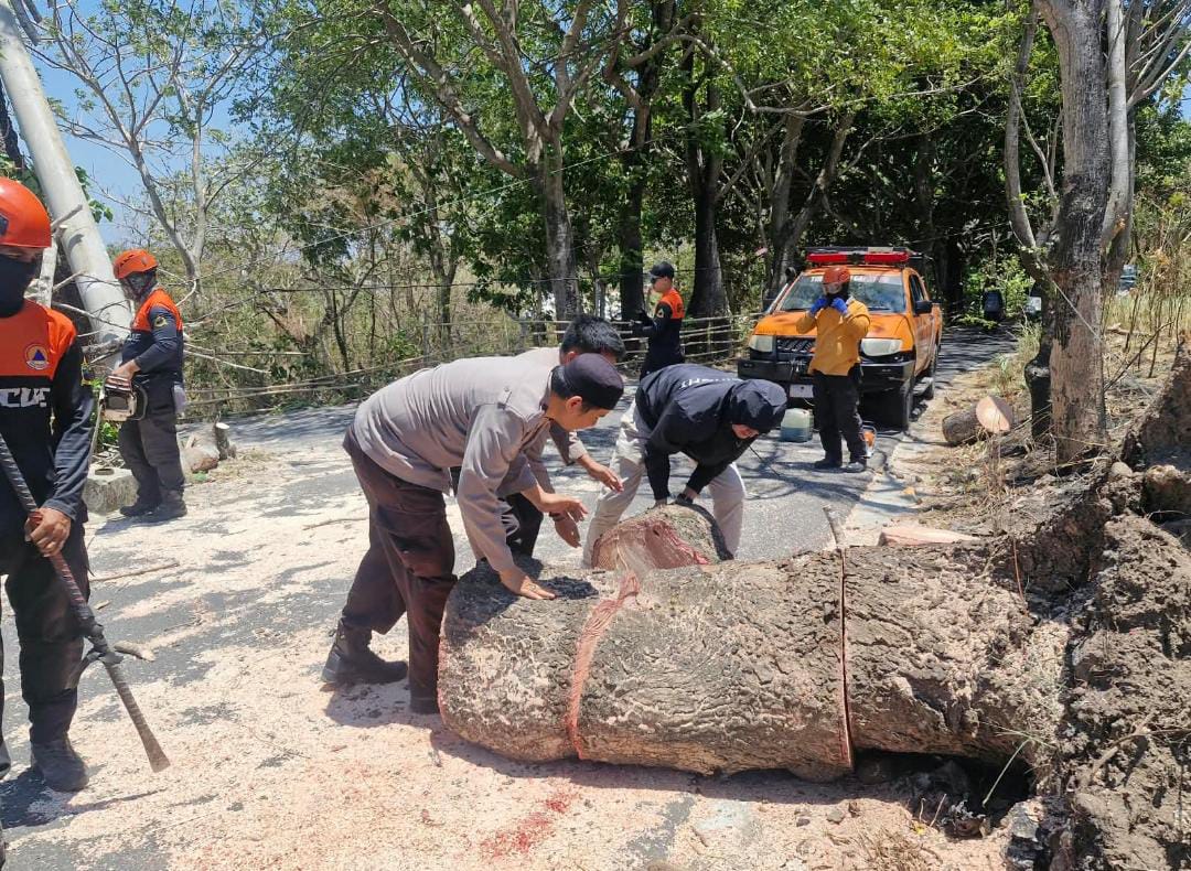 Pohon Tumbang Ganggu Jalan di Lapadde, Personel Polsek Ujung Bantu Penanganan Cepat